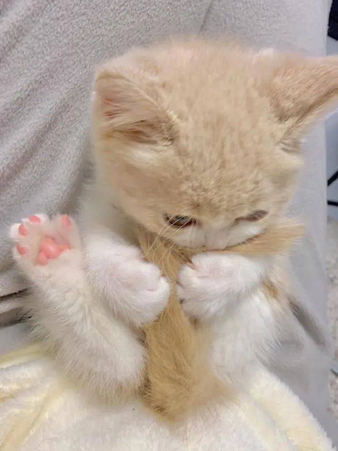 狗狗腰部肿块——发现与应对